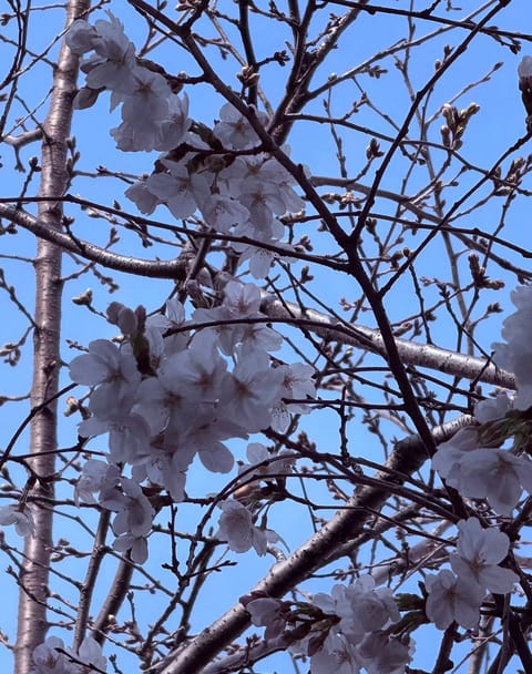 カープの必勝祈願で有名な愛宕神社の桜もかわいく咲き始めました🌸

#愛宕神社　#Carp　#カープ　#ゆりかご広島