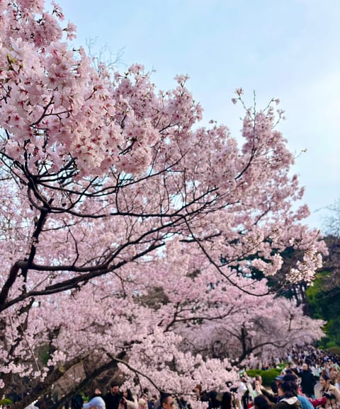 こんばんは☺️
4月の予定です🦉💌✨️

ふわりはふわふわのまるい桜がすきです🌸
みつけたので載せておきます😂