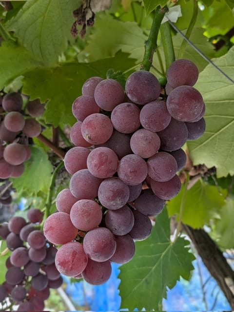 三連休をお休み満喫してます🥰ぶどう狩りに行ってきました🍇✨️果物が大好きすぎて…５個もgetしちゃった！毎日ぶどう食べれ
