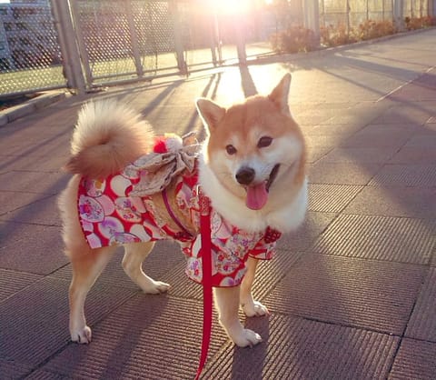 明けましておめでとうございます🎊
今年もよろしくお願いします♡
今年初出勤です中野ルームでお待ちしてます♫
ご予約待って