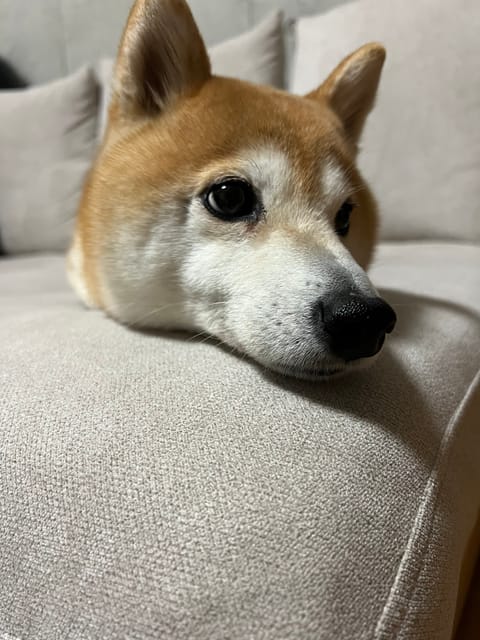 先週もリピ様、初めまして様ありがとう😊
1年ぶりの方にもお会いできやっとタイミング合いましたね♫
☘️今週のシフト☘️
