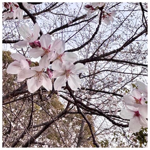 さくら〜🌸
ちょっとだけ咲いてた˖*

お花の中でいちばん桜が好きかも🐰