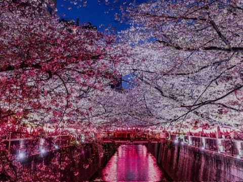 桜の季節も終わりかぁ～🌸

明日は、短いけど9:45~12:30までいます❣️