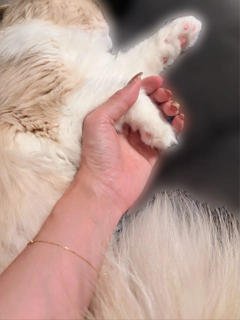 明日も朝早いのに全然眠くないから肉球むにむに触らせてもらってる🐈🐾
あー癒される🤤♡♡