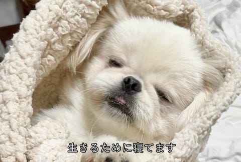 内股しゃねる