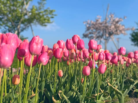 おはな〜🌷
ネモフィラはお花界で1位2位を争うくらいに好き💐🩵

チューリップは少し見頃が過ぎてて傷んでるところもあった