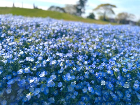 おはな〜🌷
ネモフィラはお花界で1位2位を争うくらいに好き💐🩵

チューリップは少し見頃が過ぎてて傷んでるところもあった