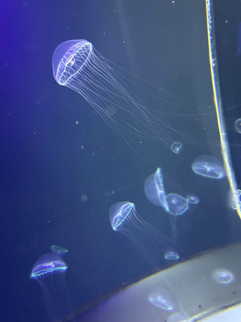 おはようございます❕

こないだ行った水族館で可愛いクラゲちゃんに出会えました🪼🫶🏻

本日 ⏰12:00➰19:00 