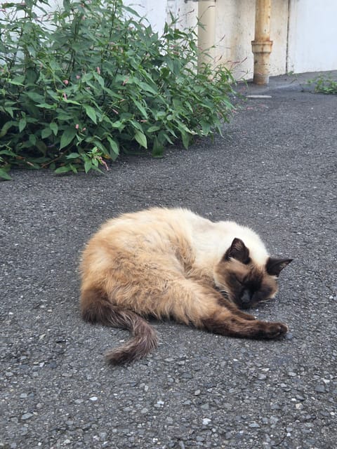 今日のマンションは猫さんがたくさん集まるところ(=ﾟωﾟ=)💕
『おはよう♪今日も暑いね』って声かけたら尻尾でパタパタし