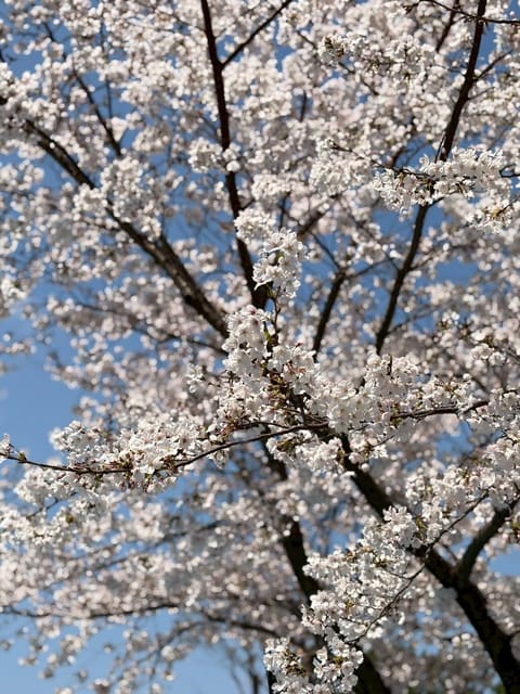 出勤しました♡⁠(⁠Ӧ⁠ｖ⁠Ӧ⁠｡⁠)
お待ちしてます🫶

この前友達たちと
お花見しました🥰
天気よくていいタイミング
