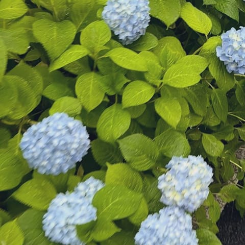こんにちは🌧

今年は梅雨入り早いかもと言われていたけど、もしかして今日から…？
朝から紫陽花見れたのは嬉しかったけど、