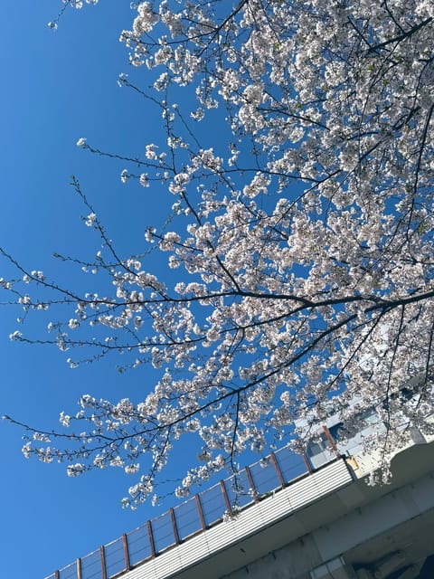 ようやく桜🌸が咲いてきたね♡