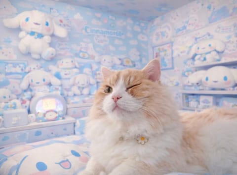 実は猫愛好家なんですわ🐈‍⬛🎀
うちの子紹介💗
ラガマフィンの男の子♂︎甘えたさん✨