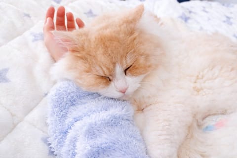 実は猫愛好家なんですわ🐈‍⬛🎀
うちの子紹介💗
ラガマフィンの男の子♂︎甘えたさん✨