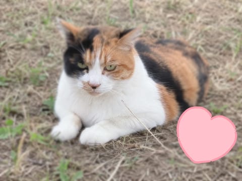 のんびりしてる猫と遭遇🐈☘️

気ままそうに見えるけど、
少し近づくと意外と甘えんぼだったりするのかな☺️

しずくも最
