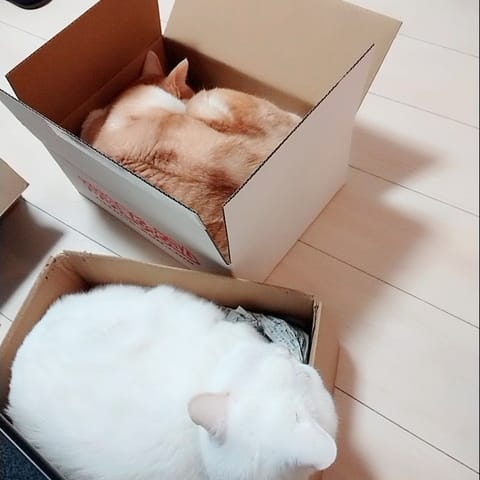 1個のダンボールを2匹の猫が取り合うので、もう1個用意しましたヽ(;´ω｀)ﾉ
   ↓
ケンカも収まり、各々寝ておりま