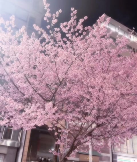 プライベートは割とお姉さん系です🌟
最近は桜咲いてるのを見かけて
春だなぁと感じたよ🌸♡