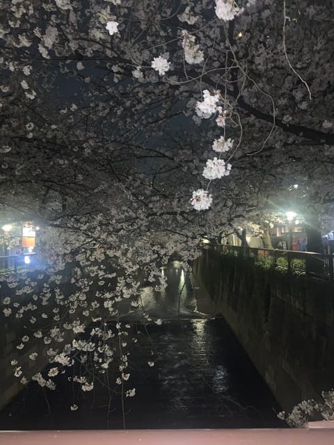 今年は雨降っても桜が散りすぎず
温かくて満喫しました🌸

#桜 
#花見