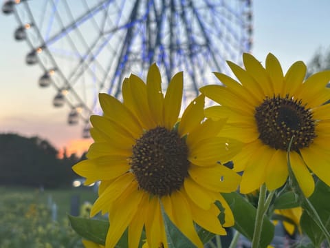 夕方🌆
ひまわり見に夕方葛西臨海公園へ
公園内もお散歩してリフレッシュ🌿✨

今週は…
▫️26日(日)10:00〜21