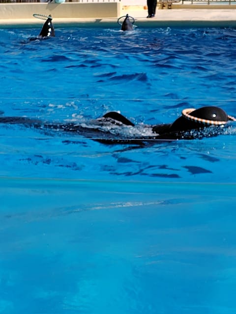 イルカに癒されて🐬🐬🐬
水族館に来てるよ🐬🐟️🦈
イルカの口元可愛いよね〜形が上がっているのでいつも笑っているように見え