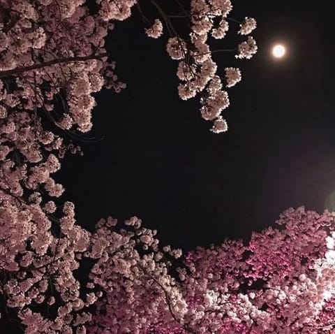 あたたかくなってきました-  ☺︎ -
そろそろお花見の季節だね👒🌷⸒⸒
