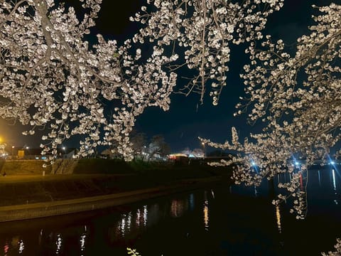 夜桜が綺麗すぎたのだ🌸
