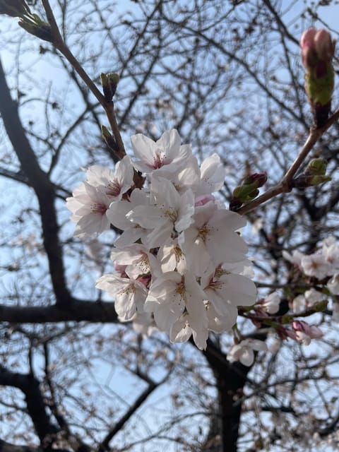 花粉はいつ消えるんでしょうか