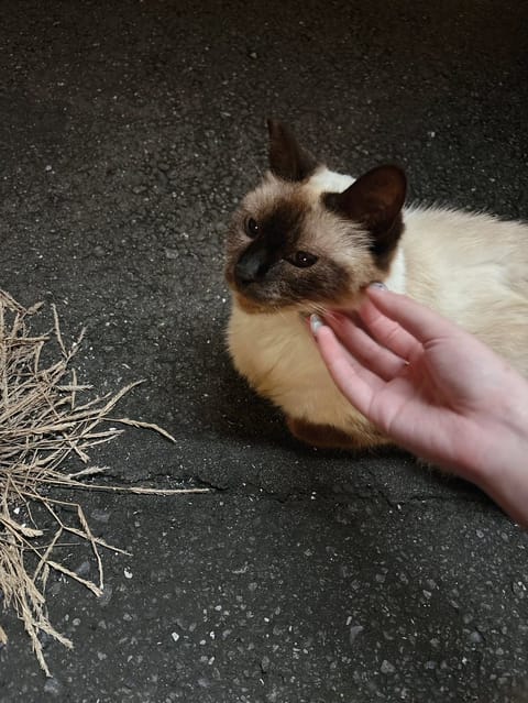 すしすし、ねこねこ
した