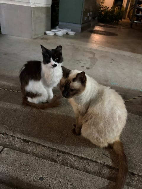 すしすし、ねこねこ
した