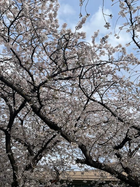 今週と来週はおやすみいただいてます🥹
お花見日和🌞

丸山に会いに来ようか迷われてる方いましたら、ご相談DMで受付てます