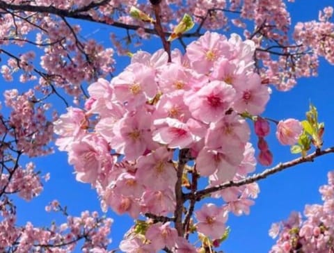 おはようございます🌸

セラピスト叶です🌸

最近　早咲きの桜を見かけます🌸

外国人の方々が　にこやかに　お写真を撮っ