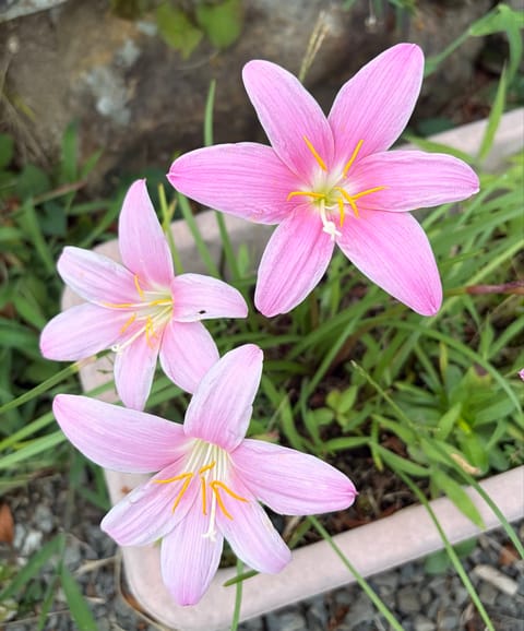 おはようございます☀️
今日も1日休憩しながら☕️
過ごしましょうね😊✨

16時から１枠空いてます🤗🌿
タイミング合い