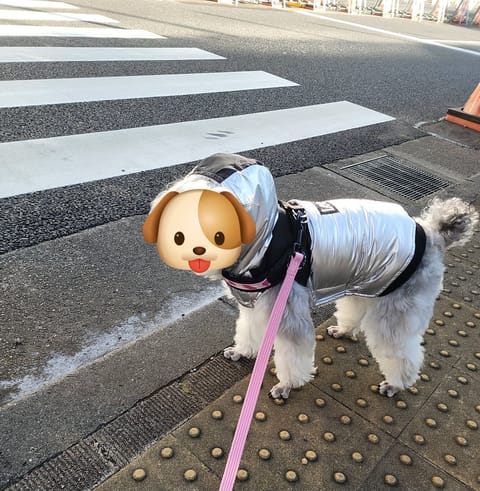 真冬の寒さが続いてますね❄️🫧
朝んぽ🐶🐾うちのわんこも寒くてフード被ってる笑

昨日お会いできましたみなさま ご予約延