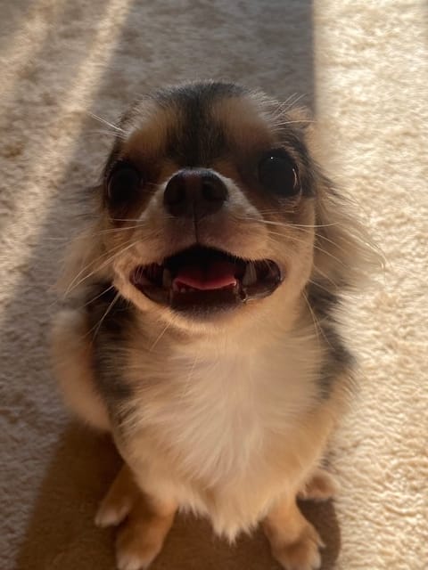 今日は1日お休みで🐶達のトリミング行ってきました〜😌