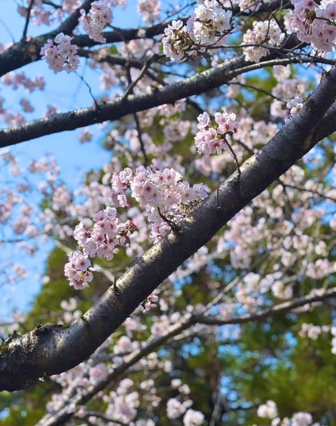 本日もありがとうございました💕

お話たくさんできて
とっても楽しかった🍒

帰りに桜見つけて写真撮ったの🌸✨

次の出