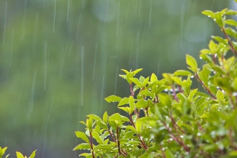 こんにちは。
6月後半の在ルーム日のお知らせです✨️
6月22日13時〜18時　13時〜🈳、15時〜🈵
6月24日15時