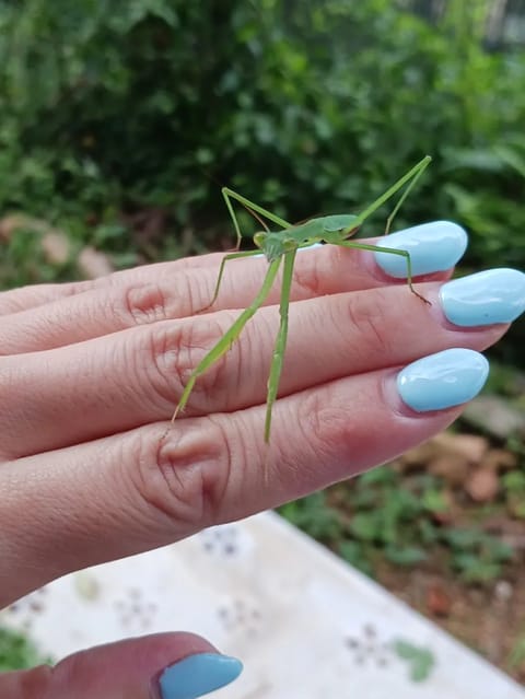 あの時、大量にいた赤ちゃんカマキリのうちの1匹かな...🩵