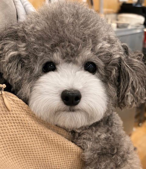 今日はお休みだったので
自然がたくさんの所🌳✨
カワイイわんちゃん🐶が
たくさんいる所で…🥰
いっぱい癒されました🌈✨
