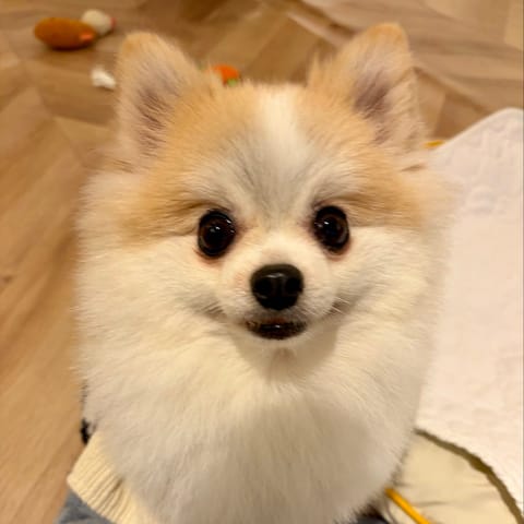 今日はお休みだったので
自然がたくさんの所🌳✨
カワイイわんちゃん🐶が
たくさんいる所で…🥰
いっぱい癒されました🌈✨
