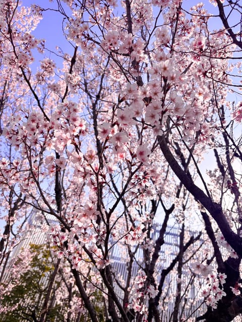 新宿でもう桜が咲いてました🌸

春は出会いと別れの季節といいますが、
一度会ったご縁はずっと大切にしたいですね🕊️