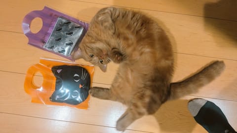 Sさん、いつもありがとう(*^^*)
お菓子をものすごいスピートで食べてしまった…（泣）ごめんね…