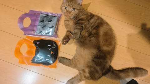 Sさん、いつもありがとう(*^^*)
お菓子をものすごいスピートで食べてしまった…（泣）ごめんね…