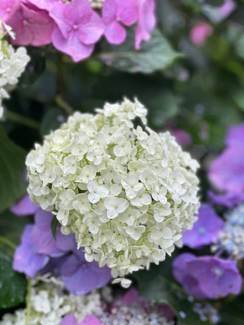 おはようございます☘️
ちょっと雨が降ってますが、
本格的に梅雨入りですね☂️🌧️

ルーム向かう途中で綺麗な紫陽花発見