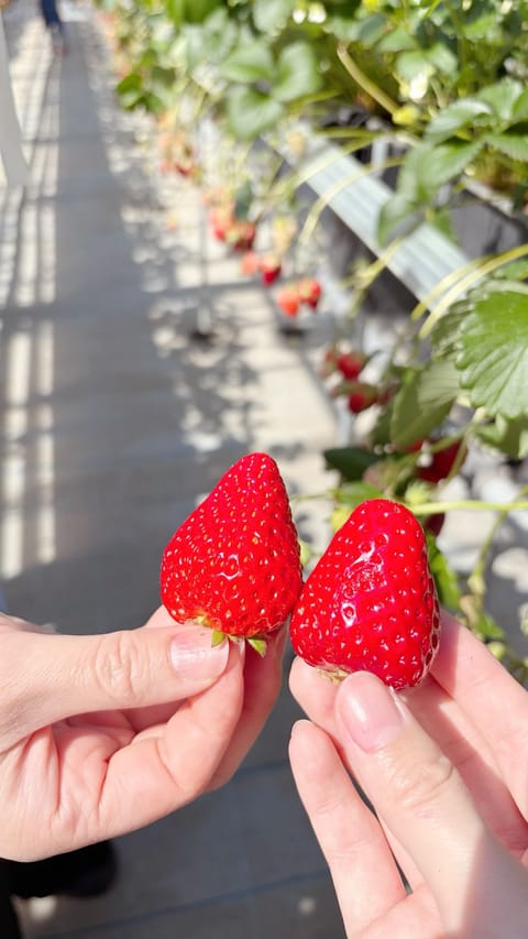 いちご狩りといちごのアフヌン 🫖🍓♡ 幸せ❕