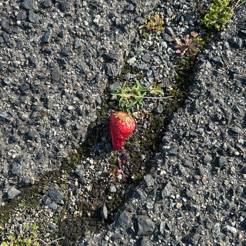 ランニングコースにずっといちごが🍓

ヘンゼルとグレーテル、、

今日は夕方出勤です🫧
帰省中いつも遊びに来て下さって嬉