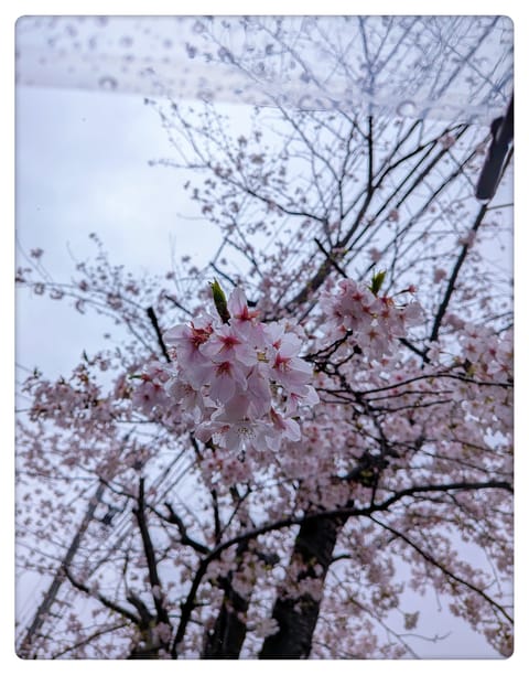 こんたか！🥛
少し前は雨続きでしたが、もう衣替えしても大丈夫そうな陽気になりましたね🍀

🌸今週の予定🌸
4/19(日)