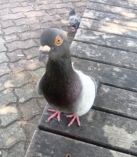 日曜の昼下がり
梅田の公園にてひとり、鳩と戯る

来週末まで大阪離れます
アデュー、大阪🥹