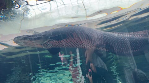 優雅に泳いでました🐟
ピラルク〜

明日からまた通常勤務が始まりますね😊
お休みも満喫できたし、お仕事するのも楽しみっ🎶