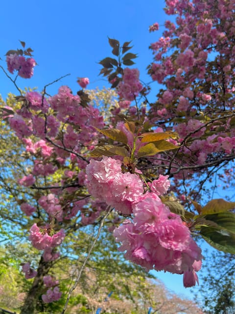 朝からお散歩🐾してきてリフレッシュ🌸