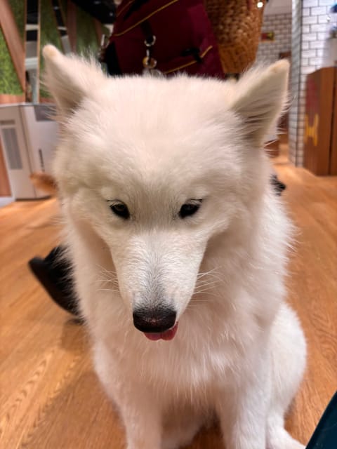 今日の推し活 🐶